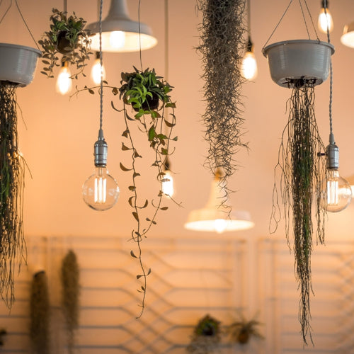 Decorative Lightings